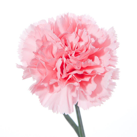 Carnations, Pink
