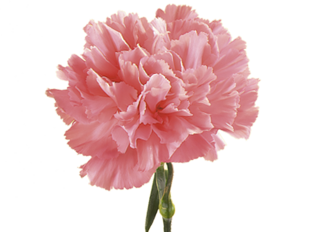 Carnations, Pink