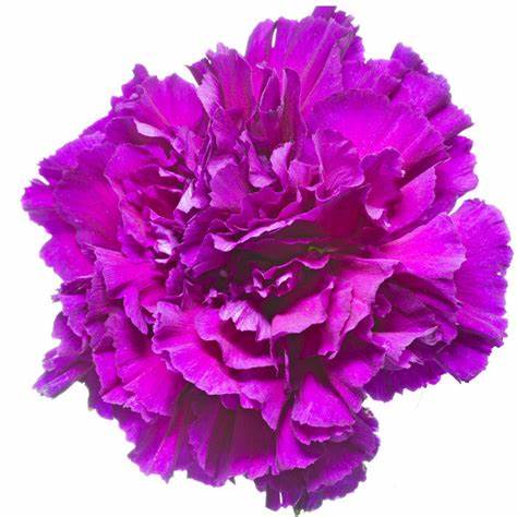 Carnations, Purple