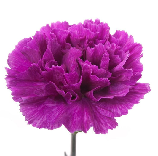 Carnations, Purple