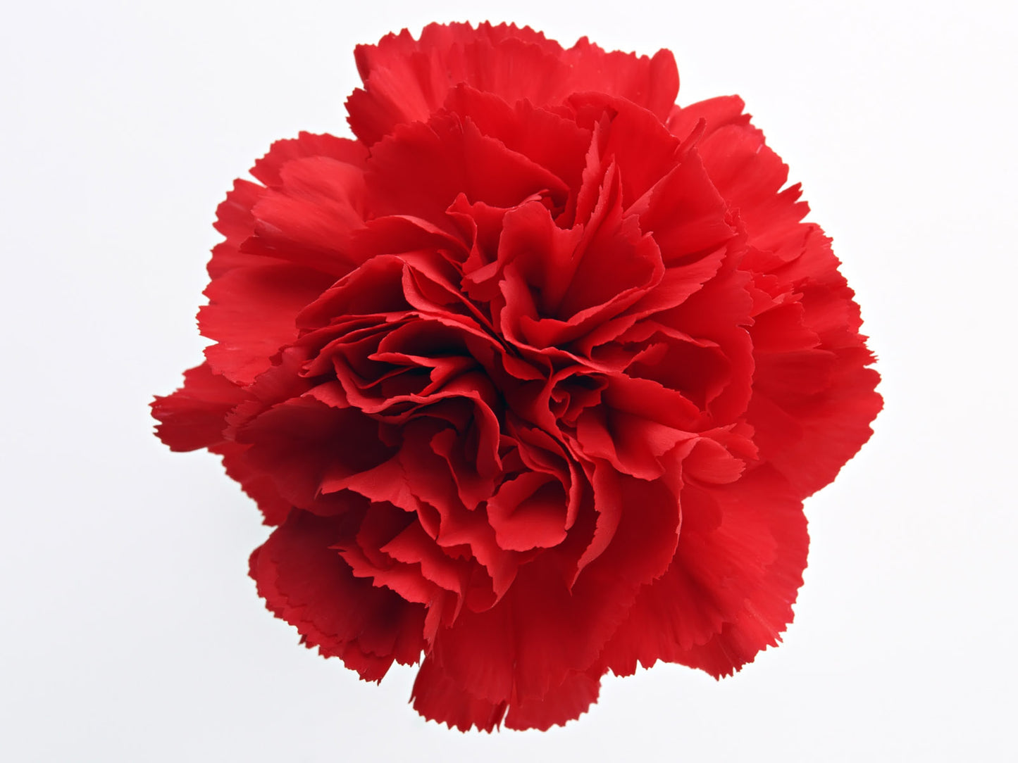Carnations, Red