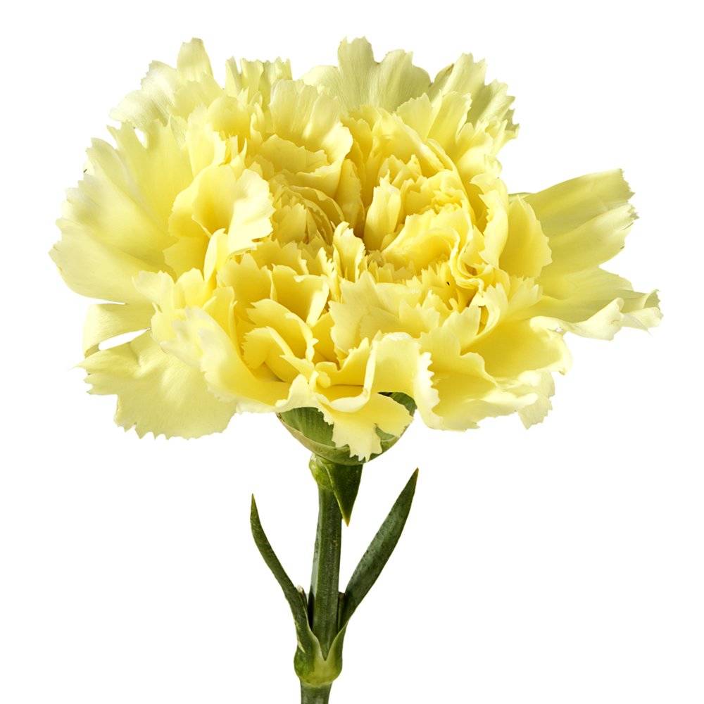 Carnations, Yellow