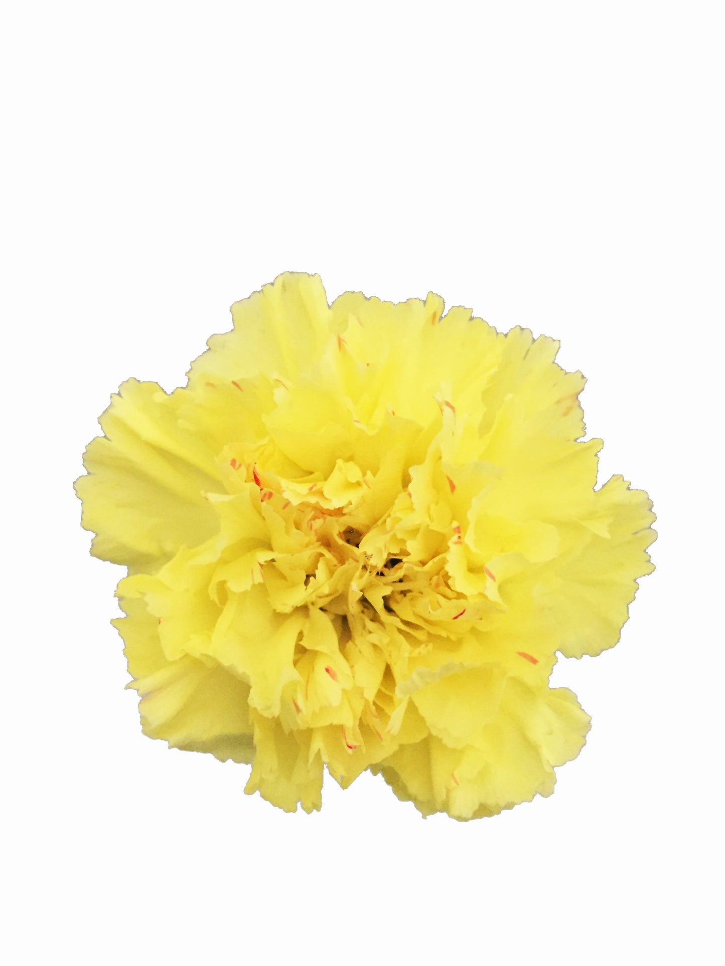 Carnations, Yellow