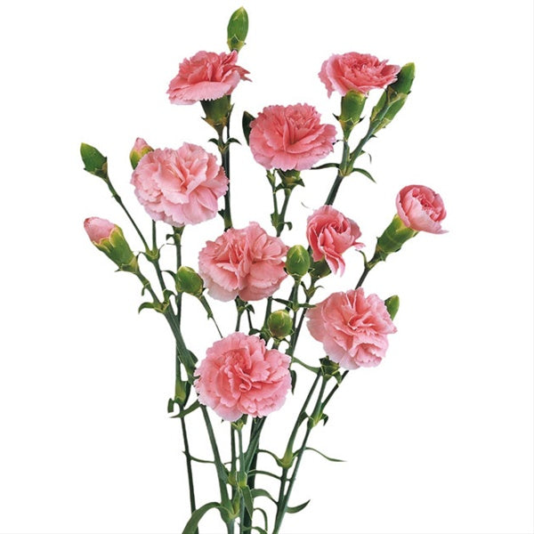 Carnations, Miniature, Pink