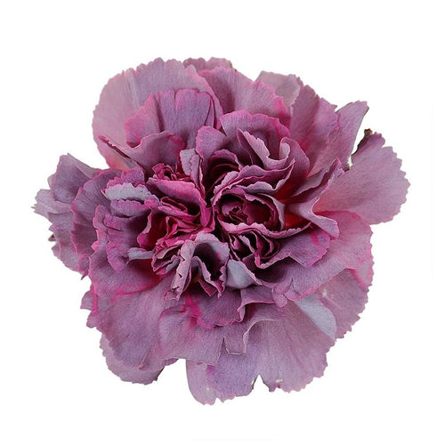 Carnations, Hypnosis