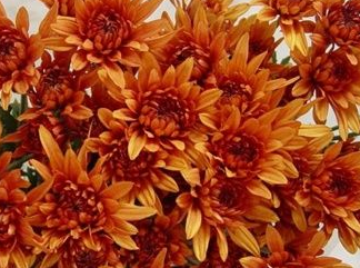Chrysanthemum, Cushion Pom Copper