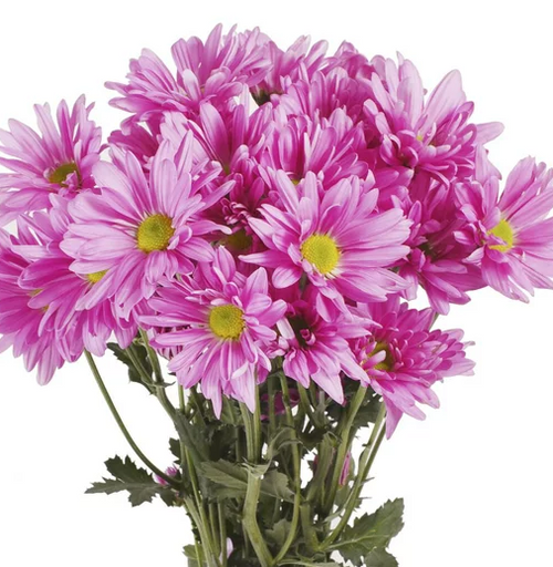 Chrysanthemum, Lavender, Daisy