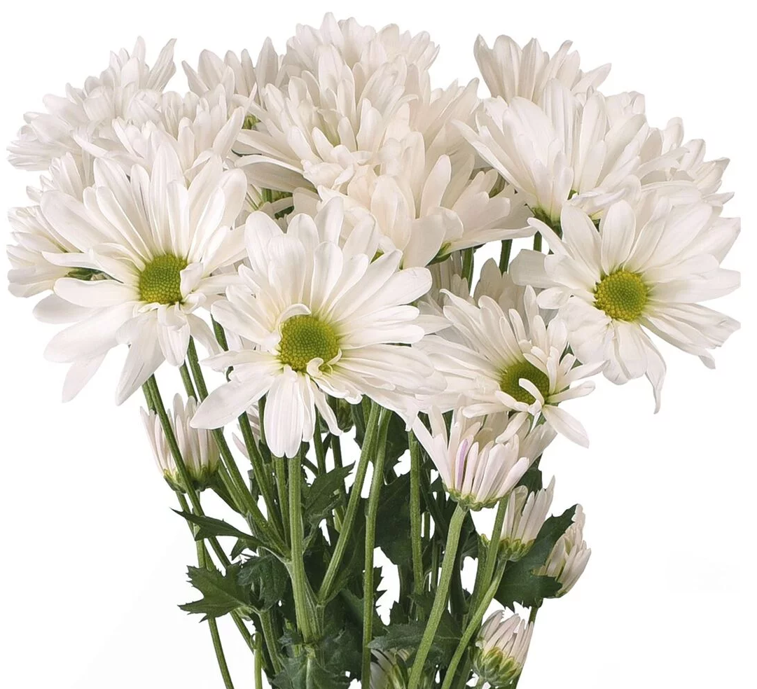 Chrysanthemum, Daisy White