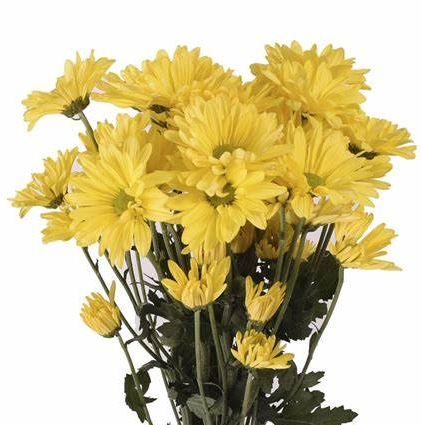 Chrysanthemum, Yellow, Daisy