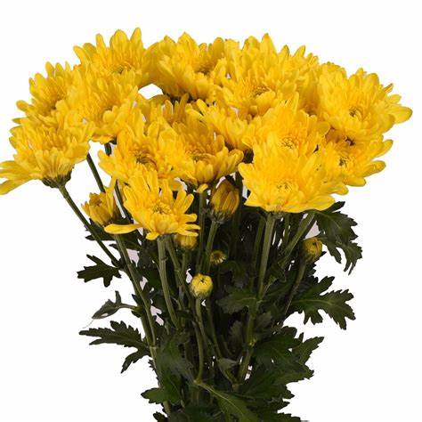 Chrysanthemum, Cushion, Yellow