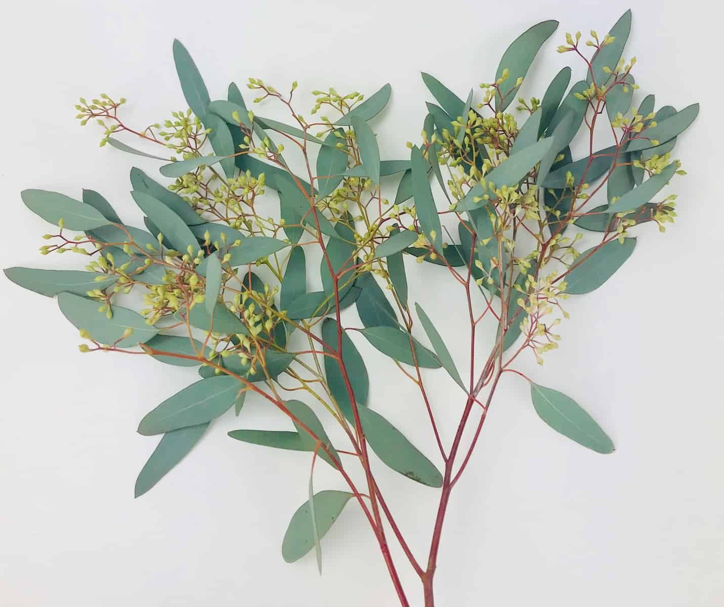 Eucalyptus, Seeded – DaisyDIYFlowers