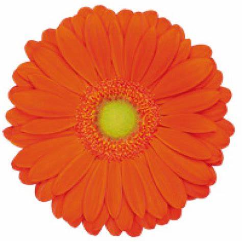 Orange Zodiac Gerbera Daisy