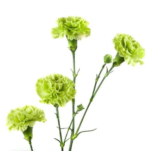 Carnations, Miniature, Green