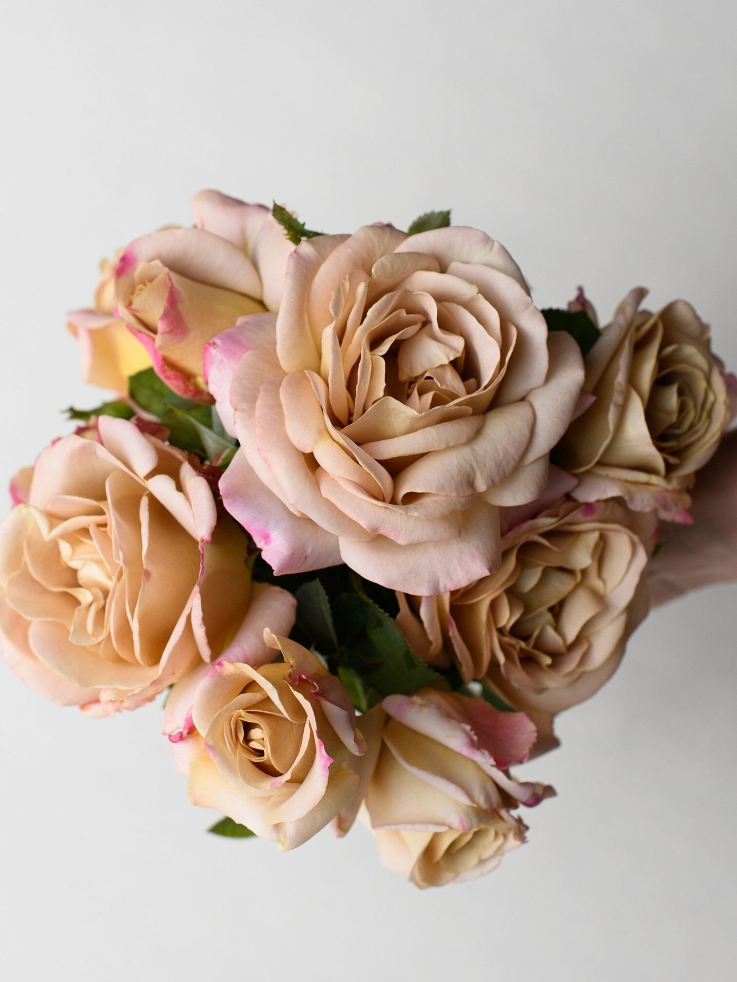 Beje Roses Beige and Cream Bulk Wedding Flowers - Honey Dijon Roses – DaisyDIYFlowers