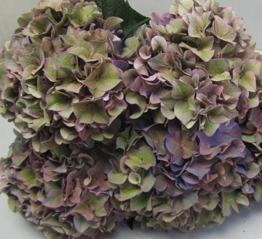 Hydrangea, Antique Lavender