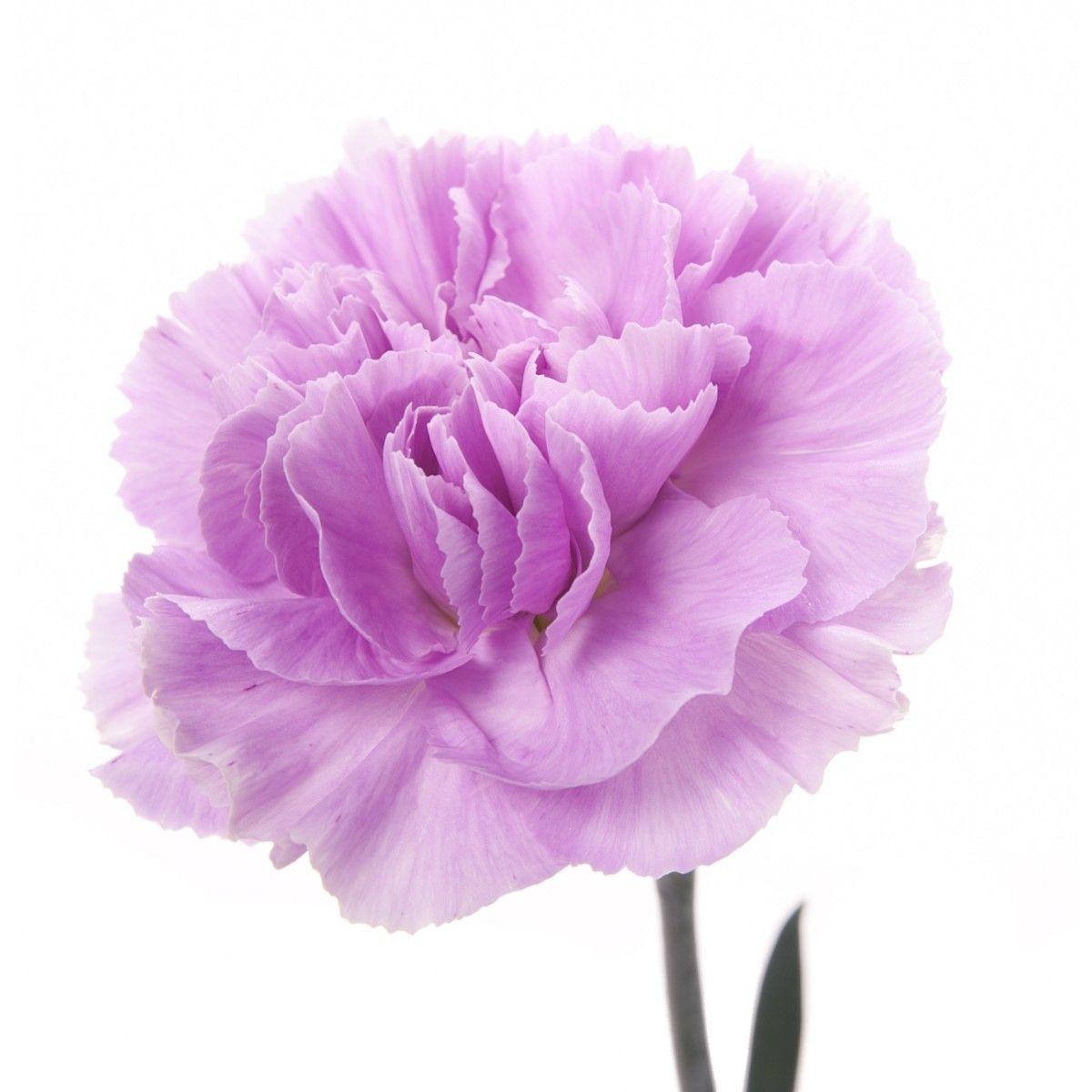 Carnations, Lavender