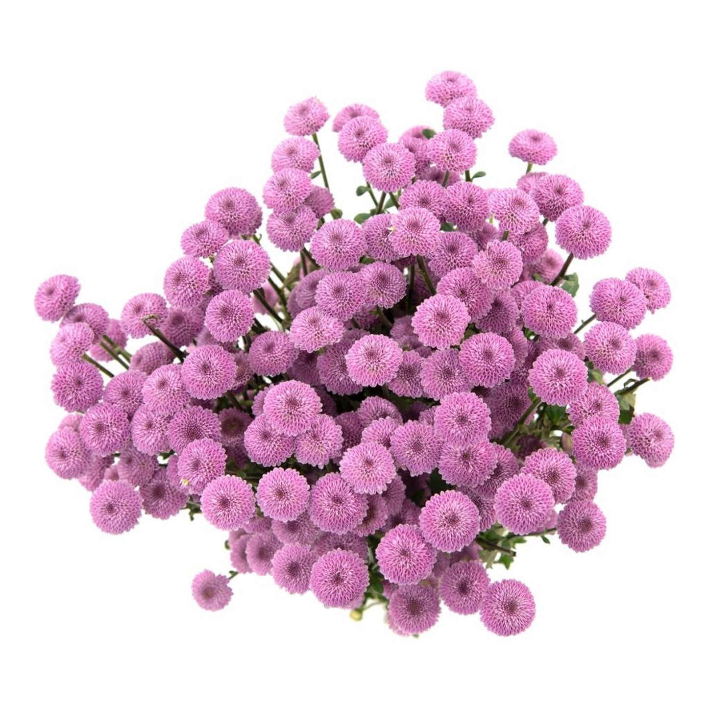 Button Poms, Lavender