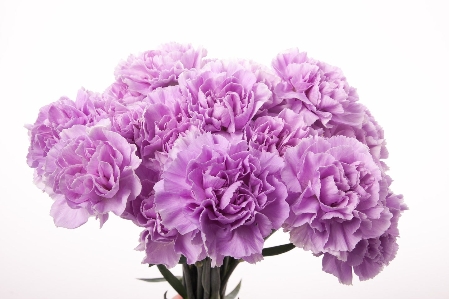 Carnations, Lavender