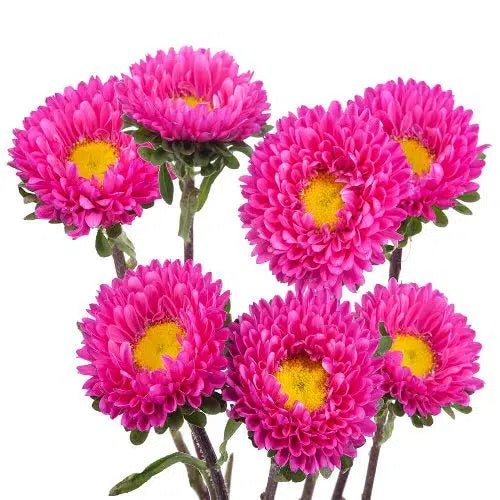 Matsumoto Aster, Hot Pink