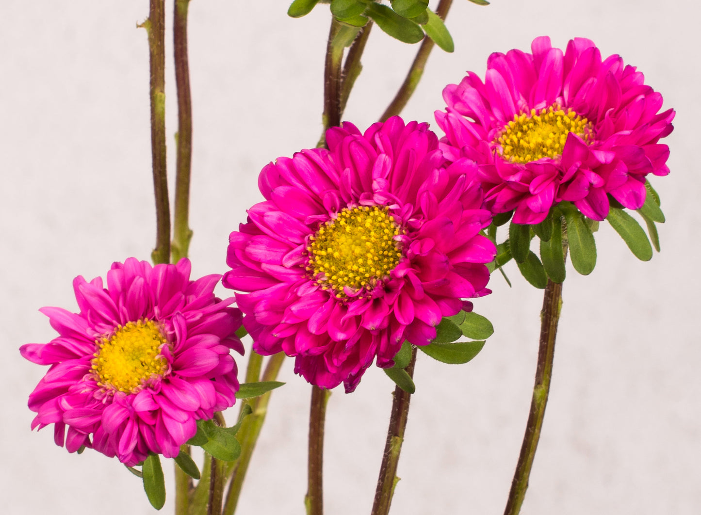 Matsumoto Aster, Hot Pink