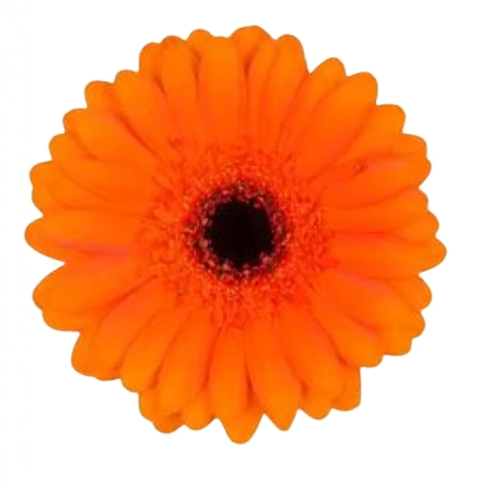 Mini Gerbera Daisy, Orange Bueno – DaisyDIYFlowers