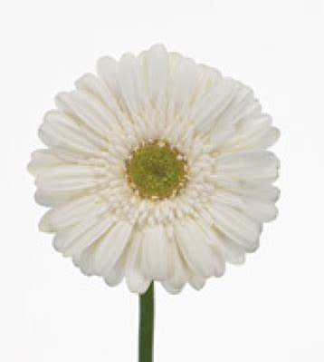 Mini Gerbera Daisy, White, White Star