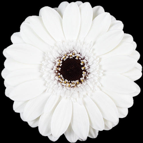 Mini Gerbera Daisy, White, Whity