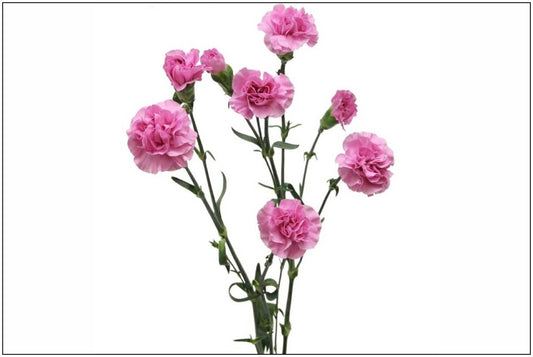 Carnations, Miniature, Lavender