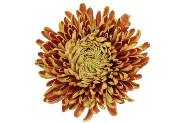 Mum, Football Bronze – DaisyDIYFlowers