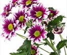 Chrysanthemum, Purple Orinoco, Daisy