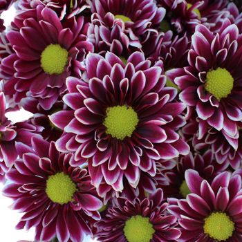 Chrysanthemum, Purple Orinoco, Daisy