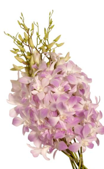 Orchid, Dendrobium, Pink