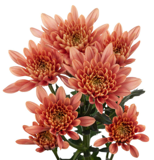 Chrysanthemum, Cushion, Peach