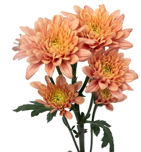 Chrysanthemum, Cushion, Peach