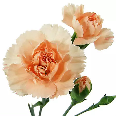 Carnations, Miniature, Peach