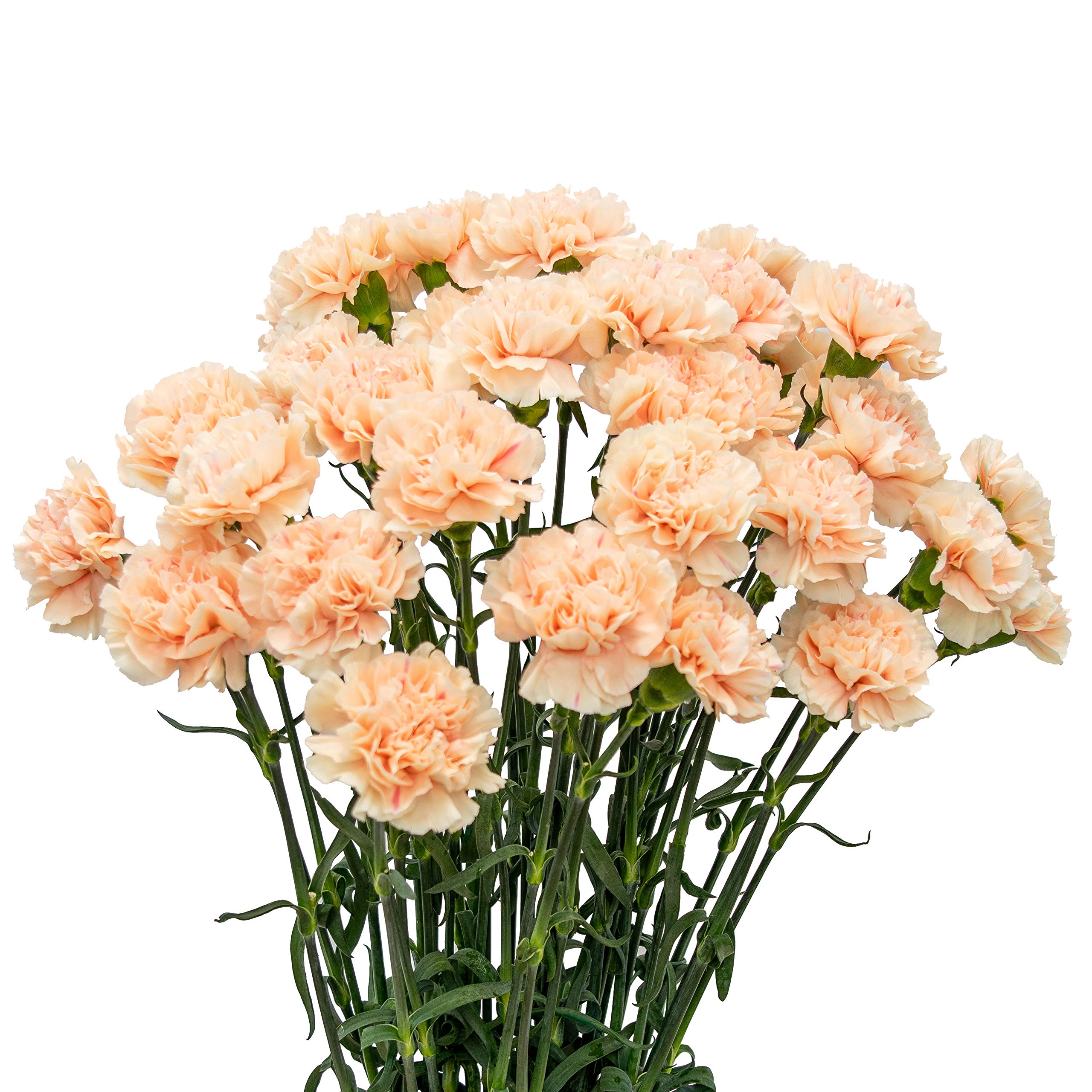 Mini Carnation Roses Carnations, Miniature, Peach – DaisyDIYFlowers