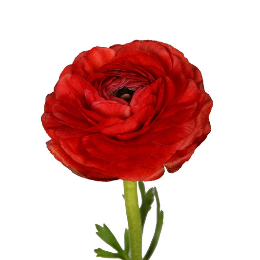 Ranunculus, Red