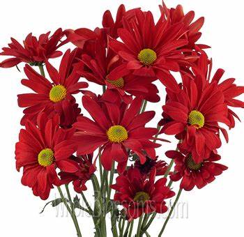 Chrysanthemum, Red, Daisy