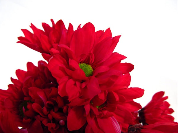 Chrysanthemum, Red, Daisy