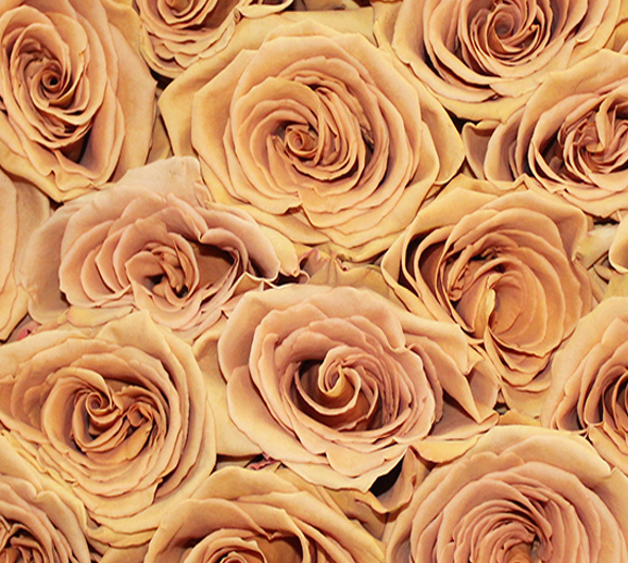Open Toffee Roses Roses, Brown Toffee – DaisyDIYFlowers