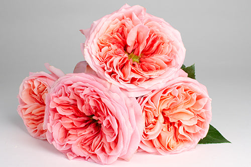 Pink Bulk Wedding Flowers - Pink Expressions Roses – DaisyDIYFlowers
