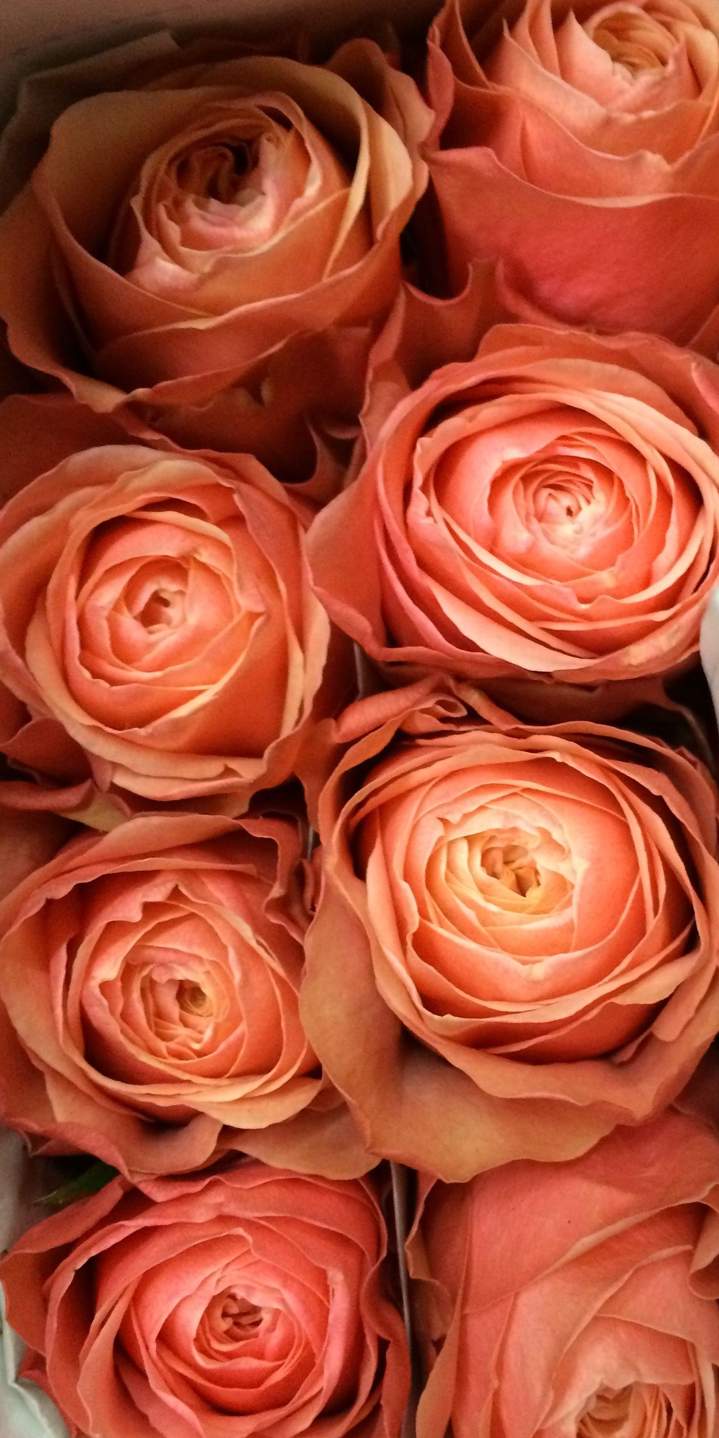 Roses, Peach Kahala