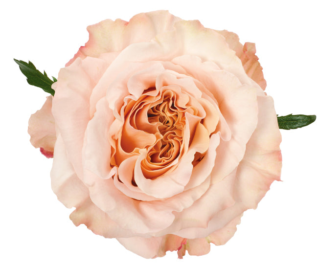Peach Roses Fresh Peach Bulk Wedding Flowers - Peach Shimmer Roses – DaisyDIYFlowers