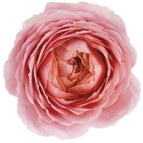 Roses, Romantic Antike