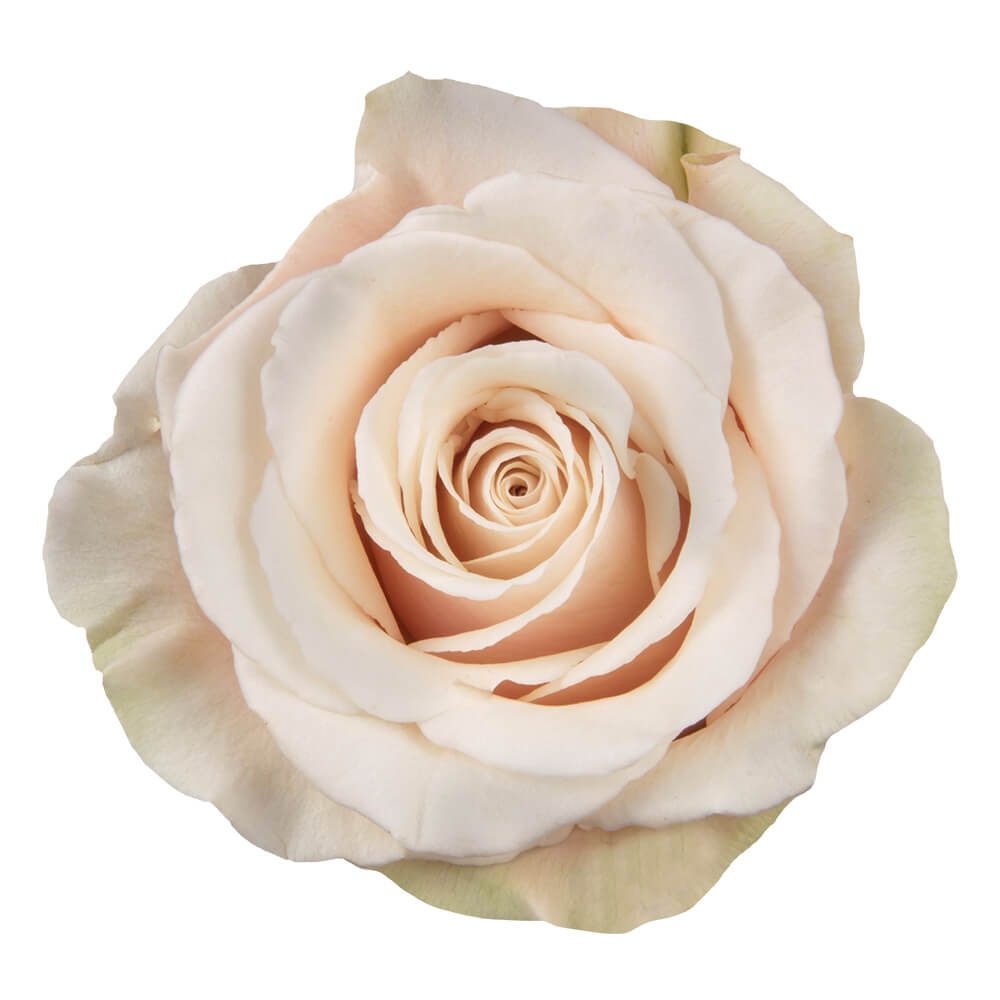 Beige and Cream Bulk Wedding Flowers - Beige Blush Roses – DaisyDIYFlowers