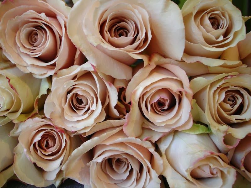 Roses, Sahara Beige Blush