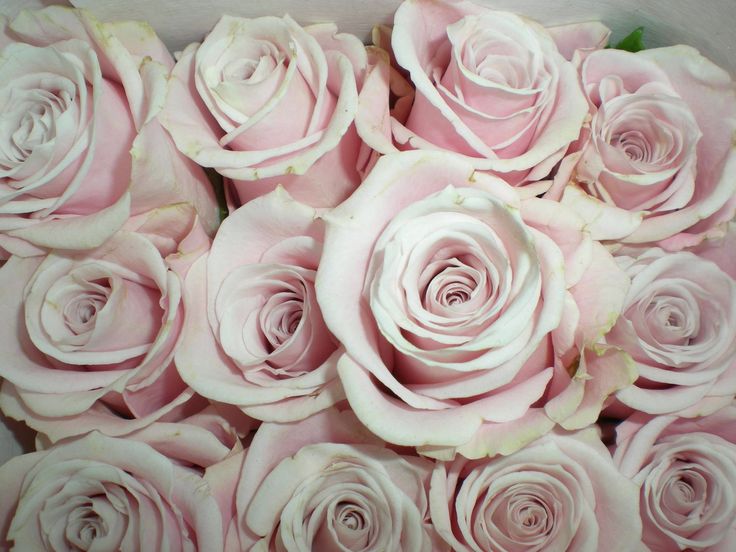 Roses, Escimo, Blush Sweet Pink