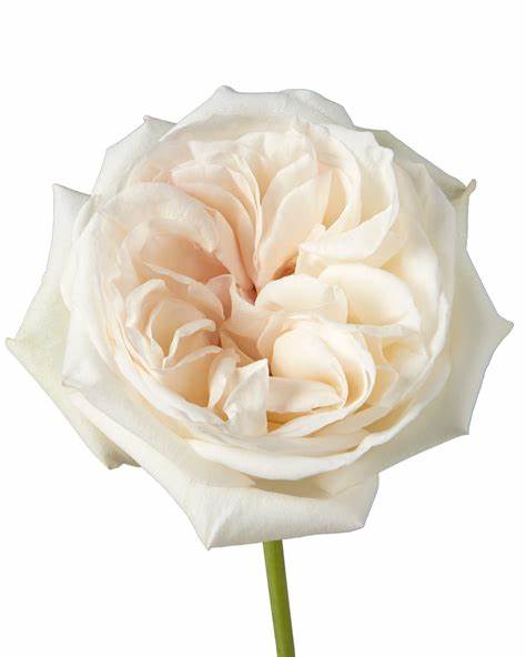 White Bulk Wedding Flowers - White O'Hara Garden Roses – DaisyDIYFlowers