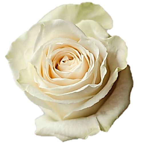 Rose, White Vendela