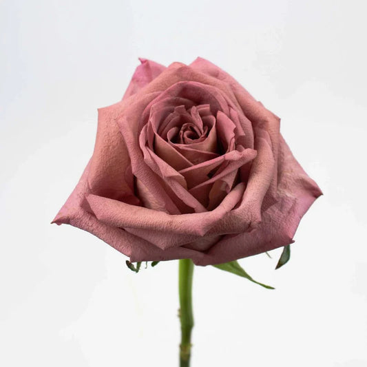 Roses, Barista
